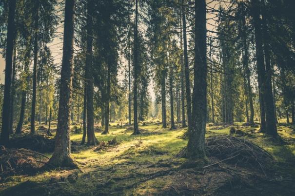 adventure-atmosphere-conifer-418831
