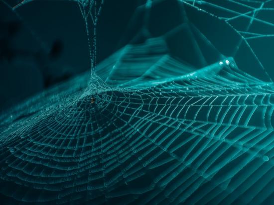 arachnid-close-up-cobweb-2632059