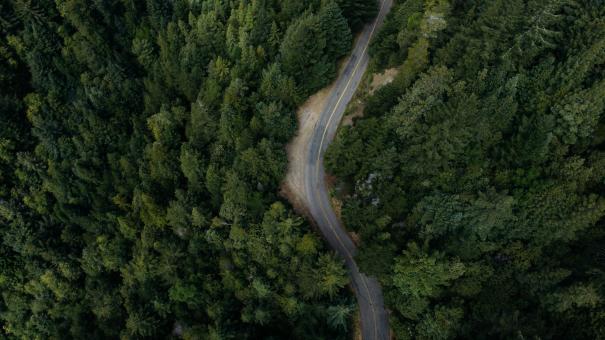 forest road
