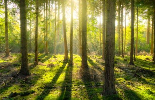 forest_