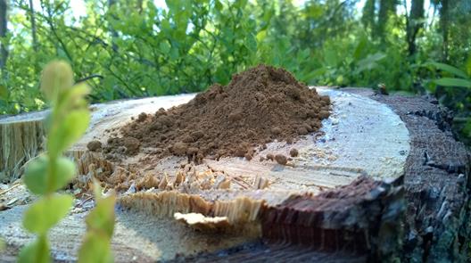 lignin_1