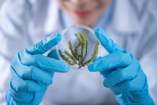 person-holding-container-with-seaweed-2280568