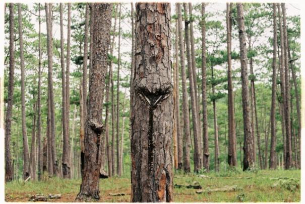 photo-of-tree-trunks-during-daytime-2775930