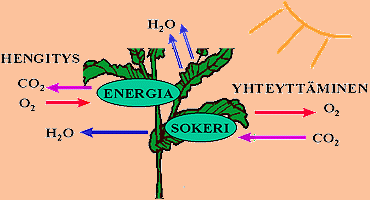 yhteyttaminen_ja_hengitys